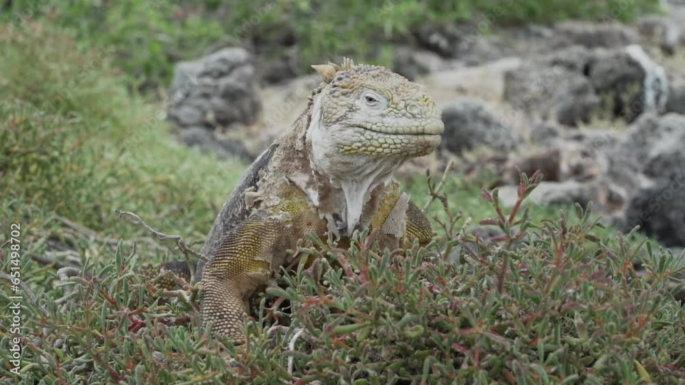 yellow galapagos land iguana, also know as Drusenkopf or Conolophus subcristatus, endemic to the Galapagos islands in Ecuador, relaxing, sunbathing and heating up. yellow galapagos land iguana, also know as Drusenkopf or Conolophus subcristatus, endemic to the Galapagos islands in Ecuador, relaxing, sunbathing and heating up.
