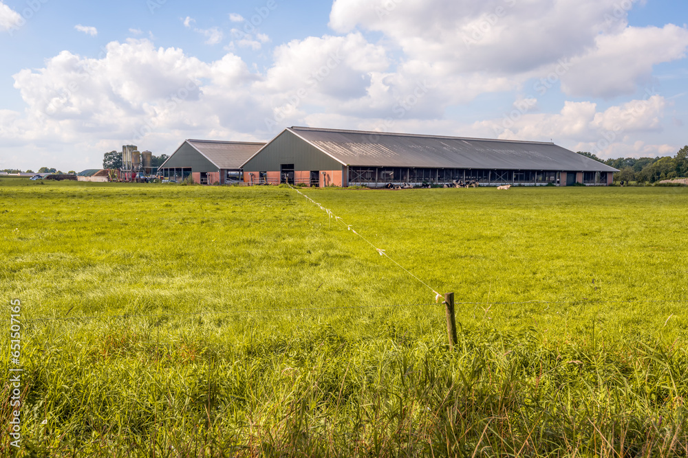 Modern stable with cows in a Dutch polder landscape. In the foreground is a ditch and an electric fence. It is a beautiful day in the late summer season. Modern stable with cows in a Dutch polder landscape. In the foreground is a ditch and an electric fence. It is a beautiful day in the late summer season.