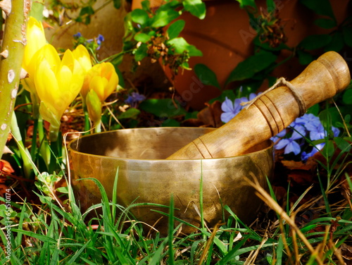 Bowl singing in nature with yellow crocus flowers and blue plumbagos in the background