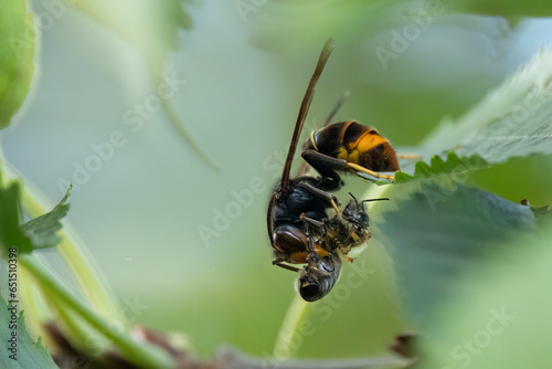 Fotografía Asiatische Hornisse (Vespa velutina) hat eine Honigbiene gefangen und zerlegt si