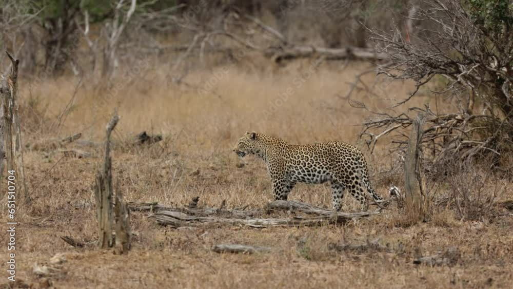  A Female leopard on the move in Kruger