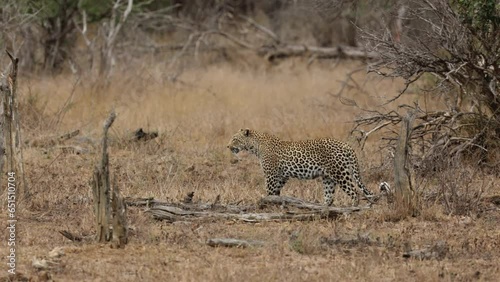  A Female leopard on the move in Kruger photo