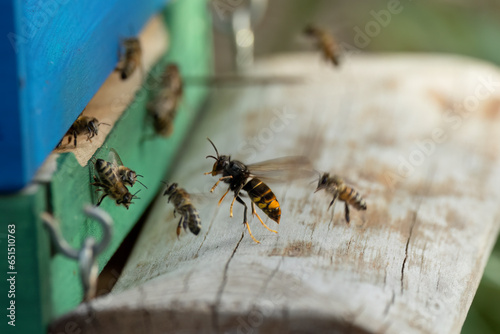 Asiatische Hornisse (Vespa velutina) bei der Jagd auf Honigbienen am Bienenstand photo