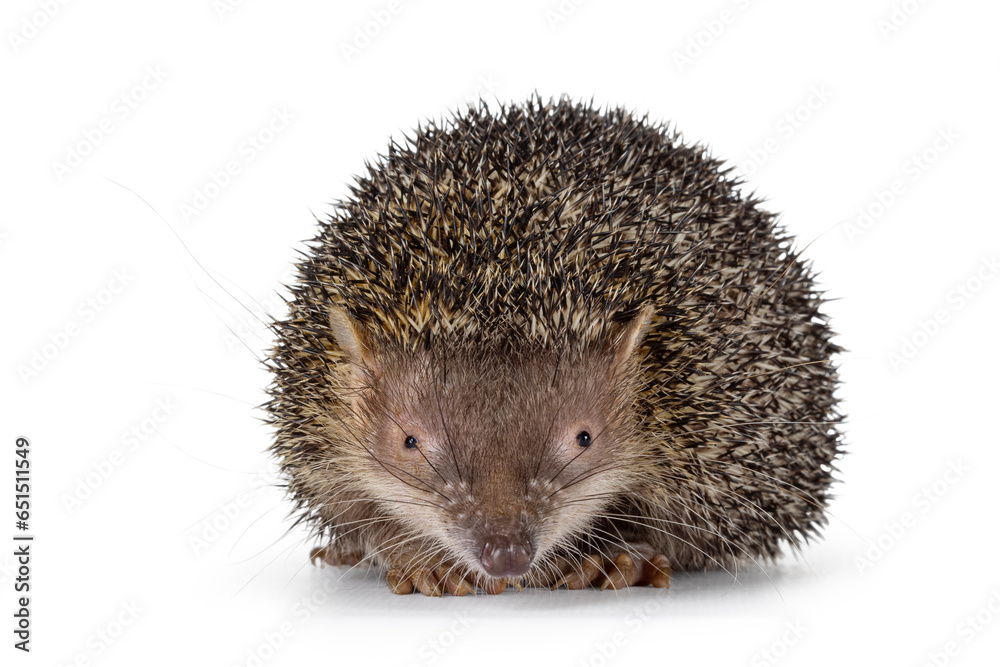 Greater hedgehog or large Madagascar sokina aka Setifer setosus, sitting facing front. Looking straight towards camera. Isolated on a white background. Greater hedgehog or large Madagascar sokina aka Setifer setosus, sitting facing front. Looking straight towards camera. Isolated on a white background.