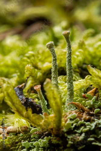 Becherflechten und Moos