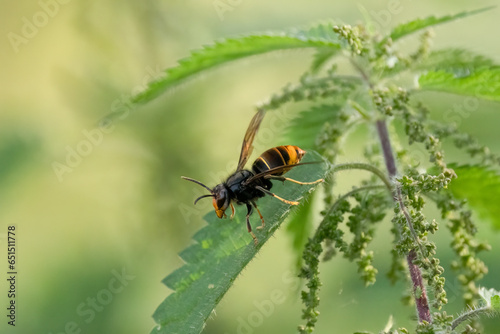 Asiatische Hornisse (Vespa velutina)