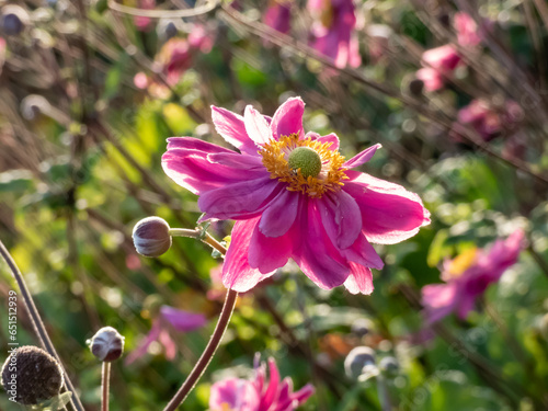 Close-up of the Japanese anemone (Anemone hybrida) 'Pamina' flowering with large, double, deep pink, cup-shaped flowers in the garden photo