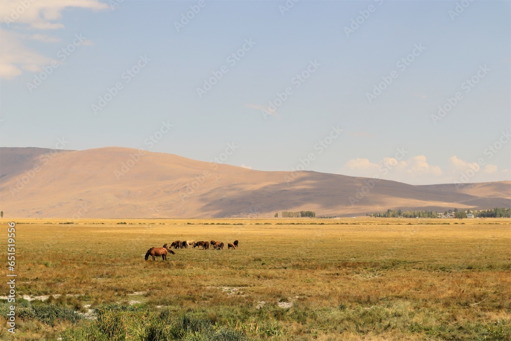 Herd of cows and horse graze freely in Erzurum, Turkey. Calves, bulls and cows are raised freely in the countryside and as a result give good organic meat and Organic milk. Free feed for livestock