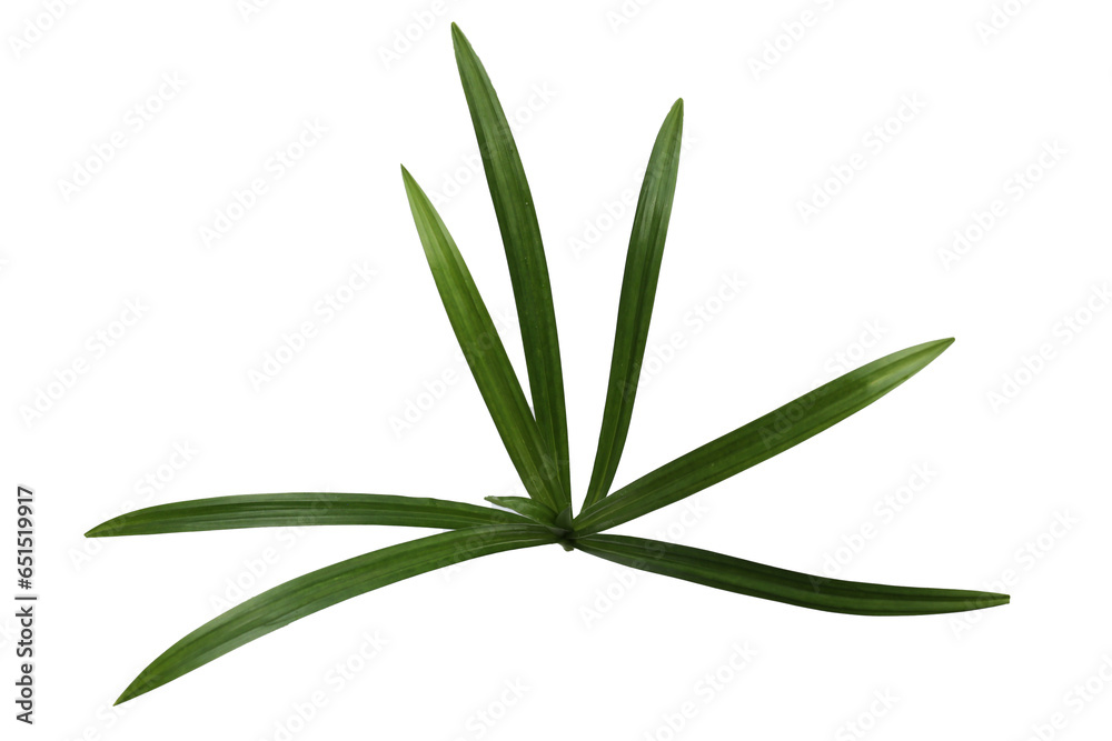Fresh pandan leaves on white background. Fresh pandan leaves on white background.