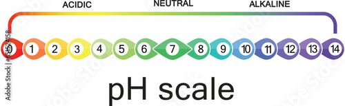 pH scale infographic, vector illustration