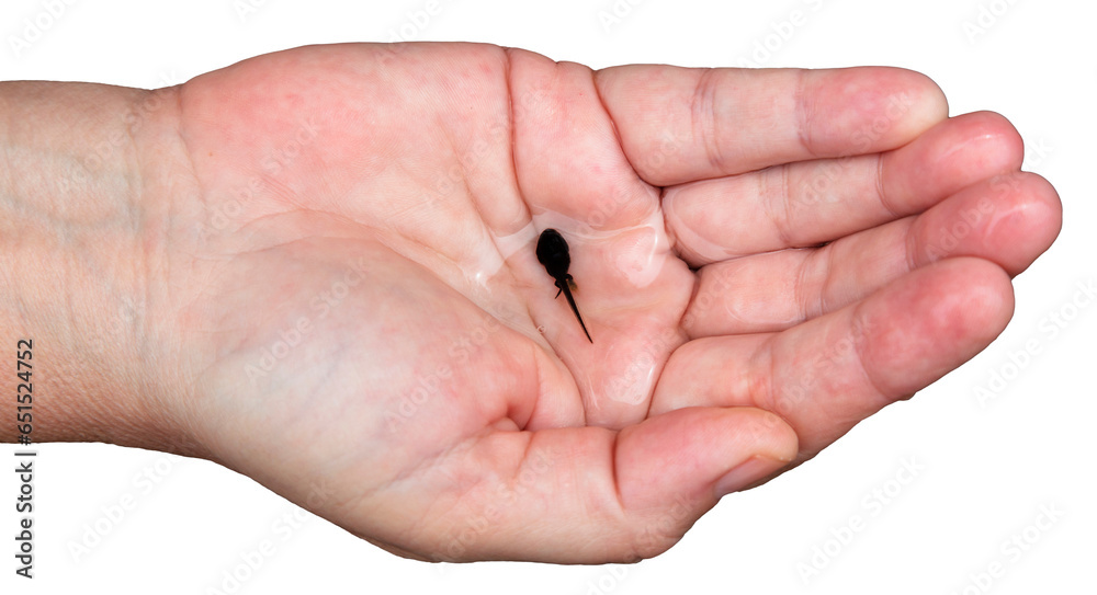 Closeup of hand with tadpole and transparent background.