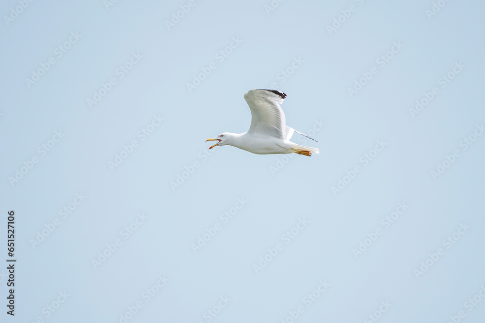Seagulls in flight with blue sky as background. Seagulls in flight with blue sky as background.