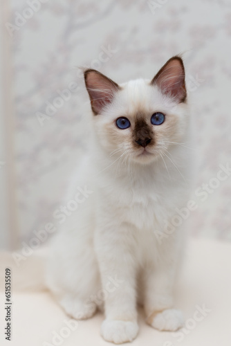 Sacred Birman cat, birma on a light background