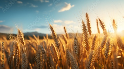 wheat field plantation in hot summer day