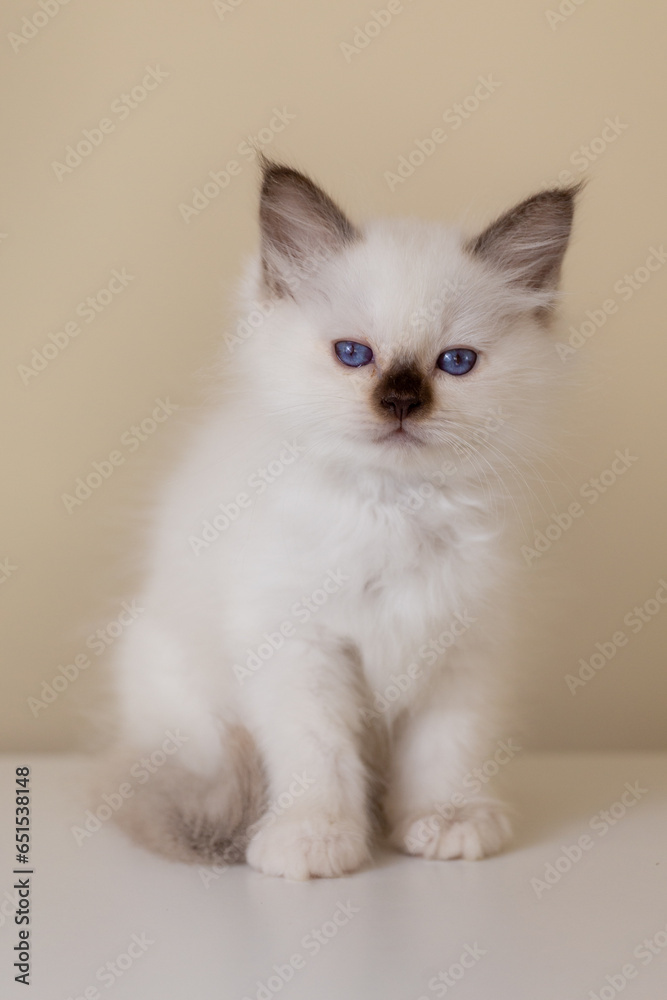 Sacred Birman kitten, birma on a light background