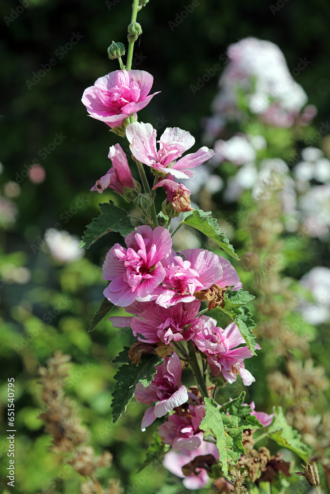 Obraz premium Pink double Hollyhock blooms, Derbyshire England 