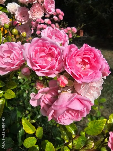 pink roses in garden