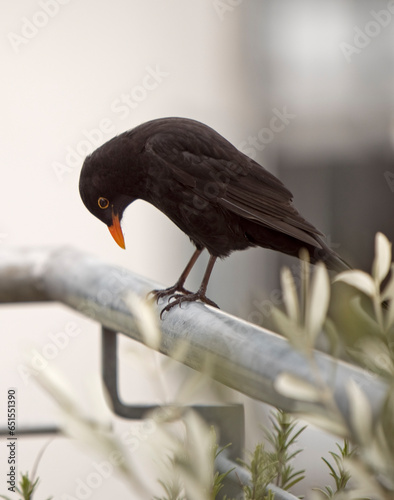 red winged blackbird