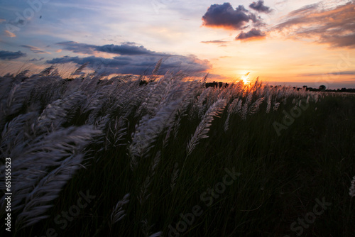 Landscape view Icon of Autumn. Blooming Kans grass (Saccharum spontaneum) flower field with Golden-hour Sunset