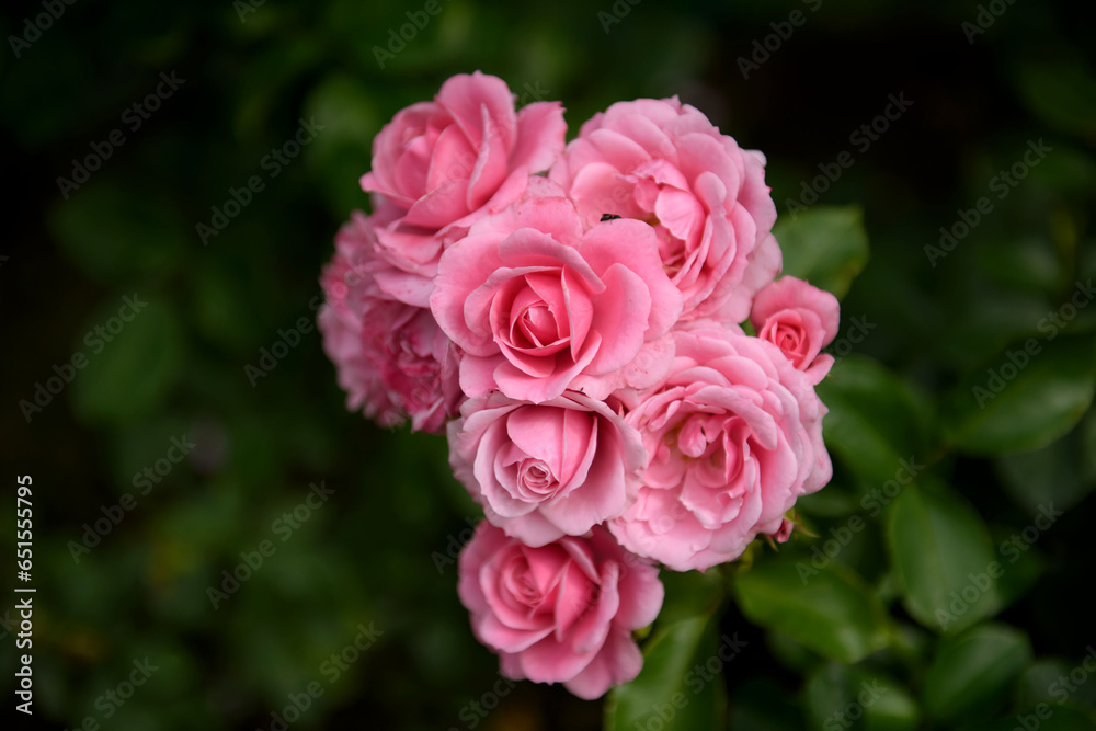 Obraz premium Delicate pink roses bloom in the garden. Beautiful fresh flowers bloomed.