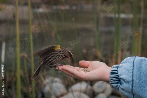 Pajarito silvestre comiendo de la mano