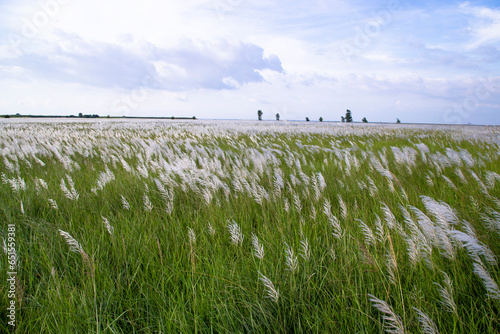 Landscape view of  Autumn Icon.  Blooming Kans grass (Saccharum spontaneum) flowers field with cloudy blu sky