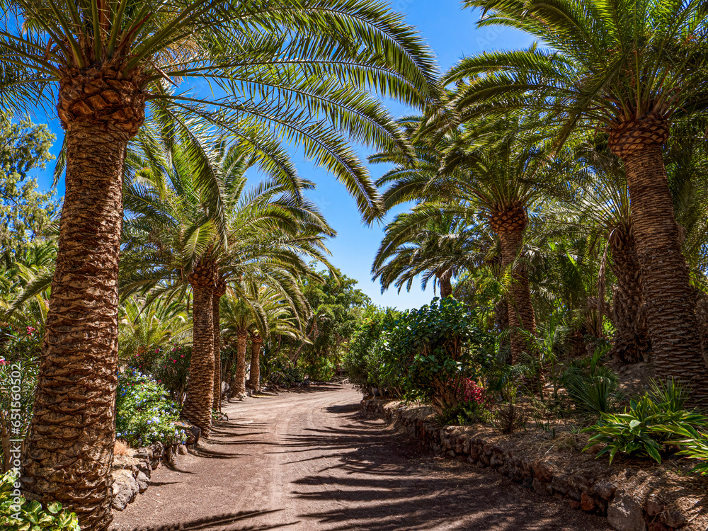 Palm trees and cactus at the Oasis Wildlife in Fuerteventura Palm trees and cactus at the Oasis Wildlife in Fuerteventura