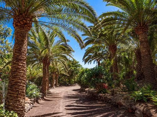 Fototapeta Naklejka Na Ścianę i Meble -  Palm trees and cactus at the Oasis Wildlife in Fuerteventura