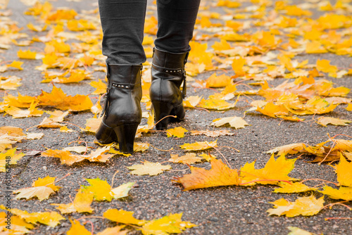 Young adult woman legs in black dark leather boots walking in autumn day. Asphalt covered with fallen yellow fresh and lush maple leaves. Back view. Go away. Closeup.