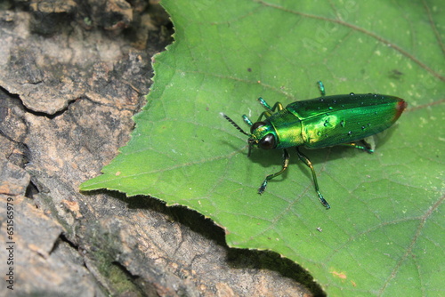 metallic green beetles on the leaves photo