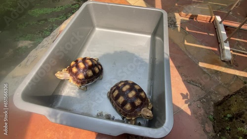 A pair of sulcate tortoises are drying in a bucket filled with water photo