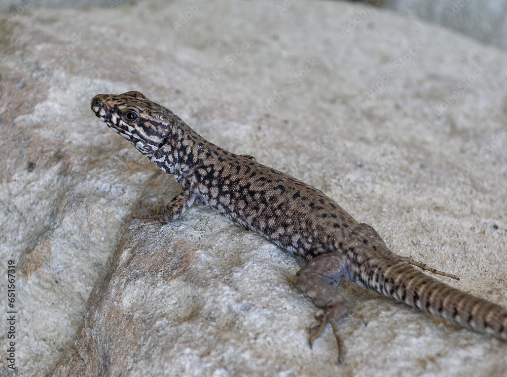 The filfola lizard (Podarcis filfolensis) basking in the sun on the rocks, Bulgaria The filfola lizard (Podarcis filfolensis) basking in the sun on the rocks, Bulgaria