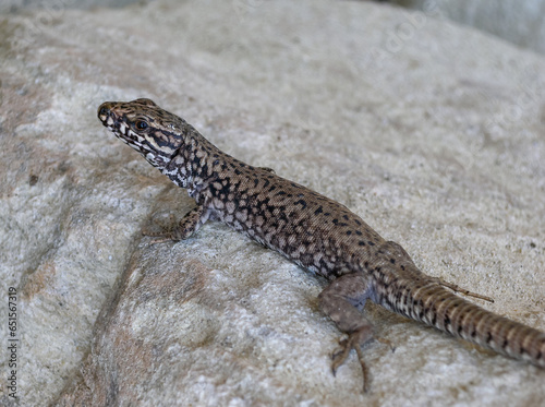 The filfola lizard (Podarcis filfolensis) basking in the sun on the rocks, Bulgaria