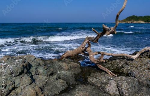 Seascape, dry tree on stones on the Black Sea coast, Bulgaria