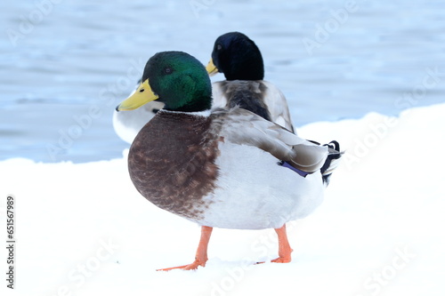 雪の中の鴨