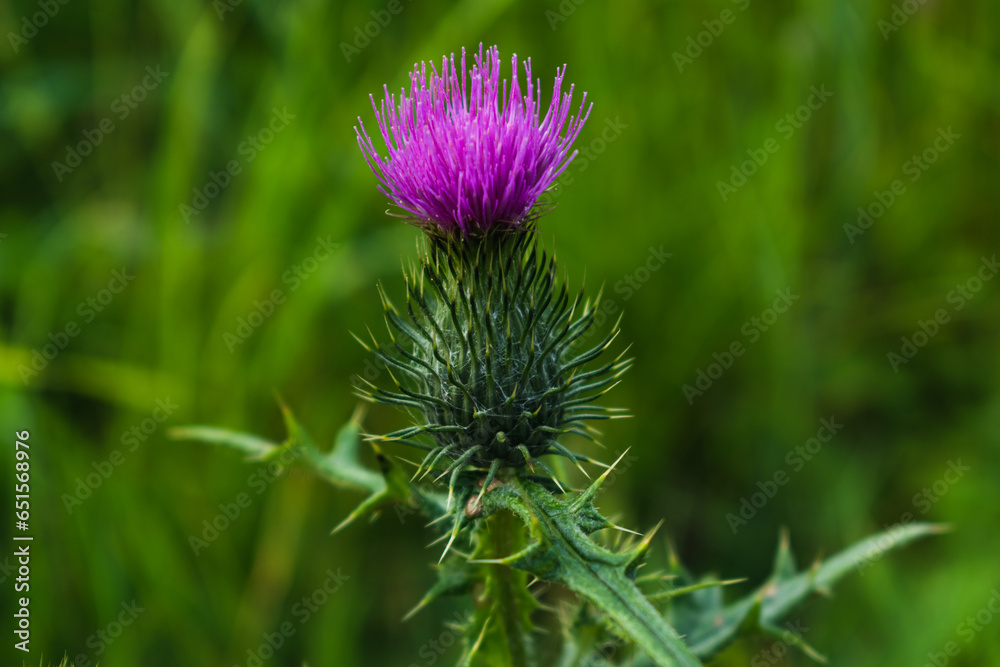 Milk thistle close up, for background, concept and illustration, silybum marianum, cardus Milk thistle close up, for background, concept and illustration, silybum marianum, cardus