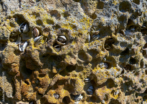 Petricola lithophaga - Stones eaten away by bivalve mollusks, stone borers, Black Sea photo