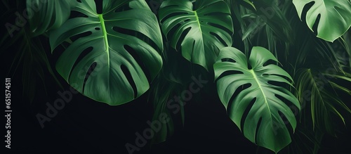 Dark toned blurred background with Monstera Deliciosa leaves