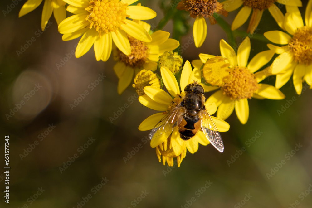 Flowers garden bees spiders butterflies plants Flowers garden bees spiders butterflies plants
