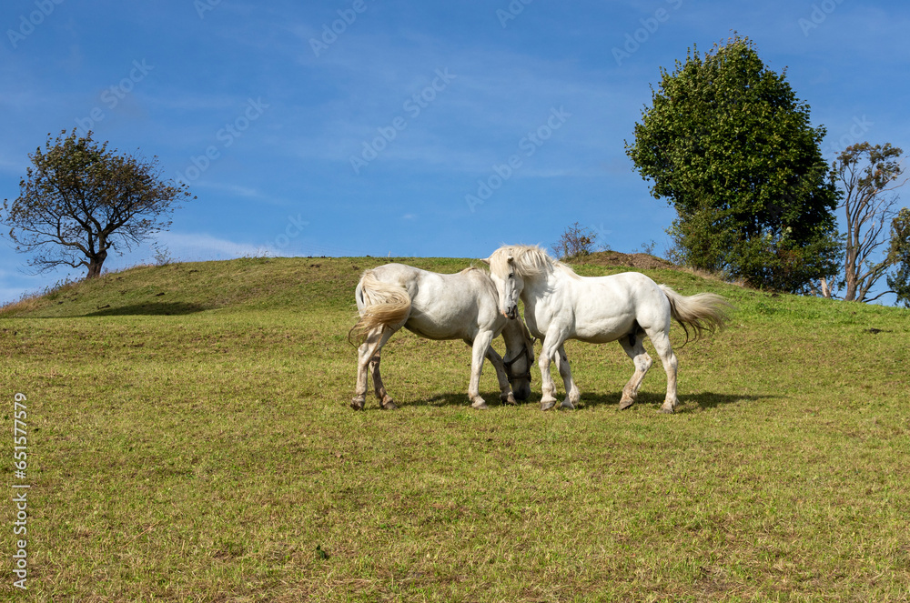 Two white horses on a hill