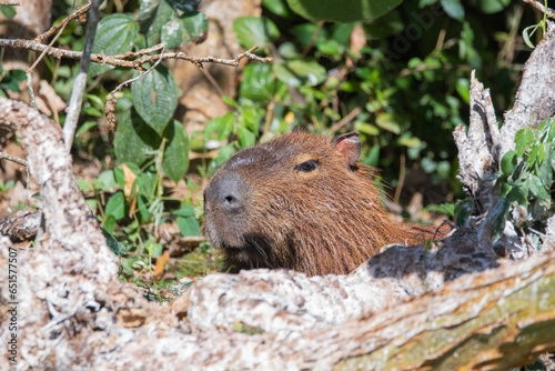 Brazilian Wildlife is very beautiful have many species with colorful variables. Are apes, lizards, mammals, felins and many others. photo