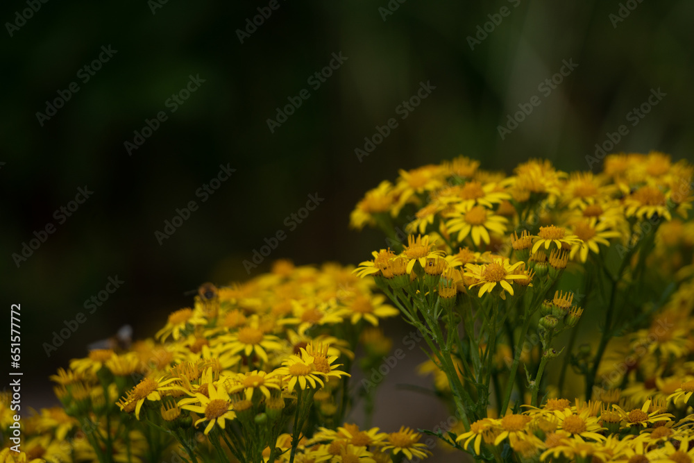 Flowers garden bees spiders butterflies plants Flowers garden bees spiders butterflies plants