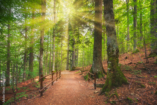 Forest with pathway and sun light. Abetone, Apennines mountains, Italy photo