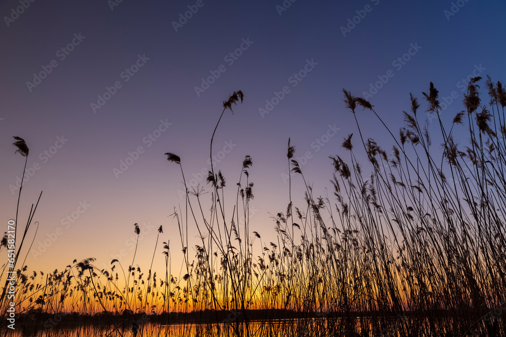 Obraz premium beautiful orange-yellow sunset on a lake with tall grass