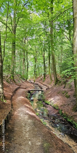 stream in the forest © Sandra van der Steen