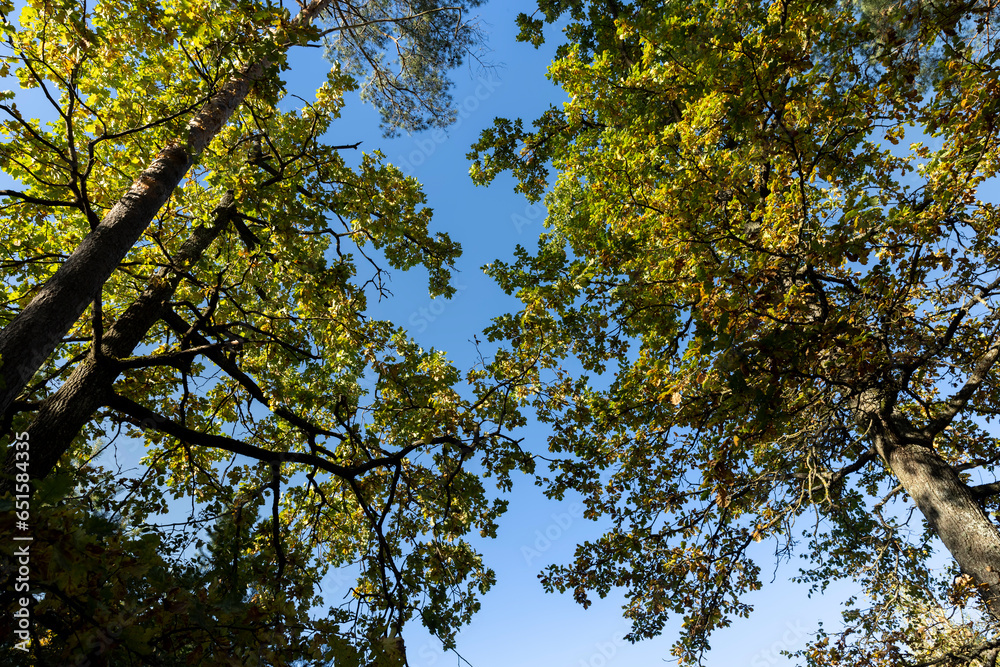 Fototapeta premium Oak tree in autumn leaf fall in sunny weather