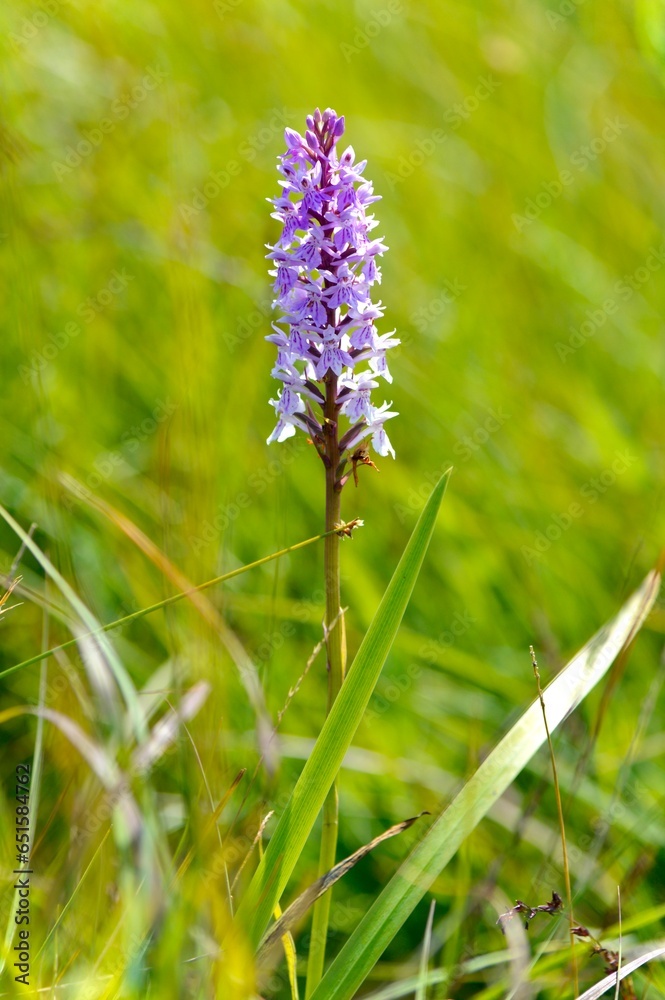 Fototapeta premium High resolution flower close up background.