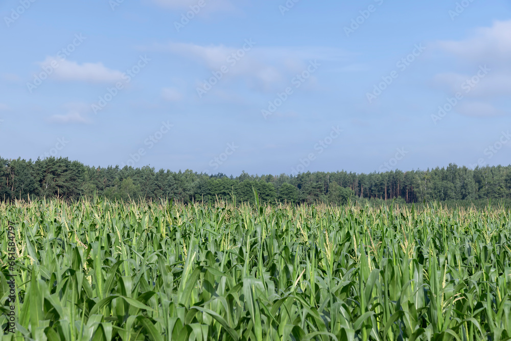 a field with green tall corn and corn cobs