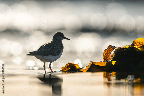 Ruddy Turnstone, Arenaria interpres, bird feeding on the beach at low tide in bokeh lights photo