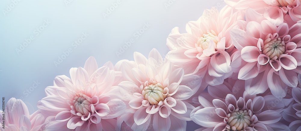 Mum isolated pastel background Copy space Mum isolated pastel background Copy space